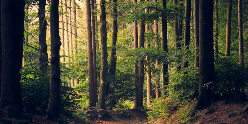 Climate Action Focus